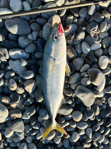 ハマチの釣果