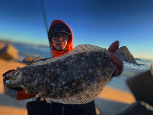 ヒラメの釣果