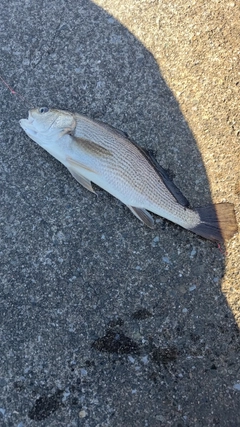 イシモチの釣果