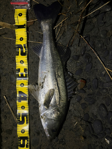 スズキの釣果