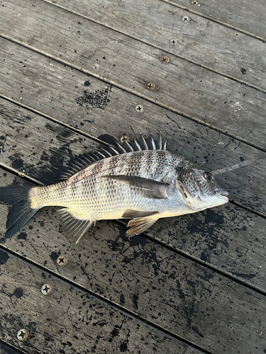 クロダイの釣果