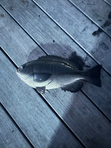 メジナの釣果