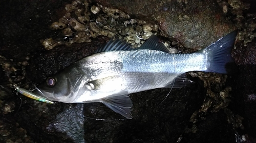 フッコ（ヒラスズキ）の釣果