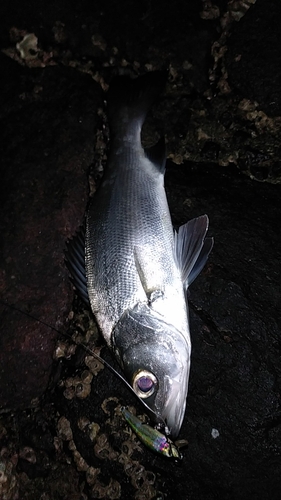 フッコ（ヒラスズキ）の釣果