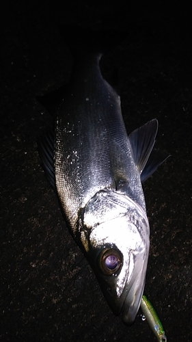 フッコ（ヒラスズキ）の釣果