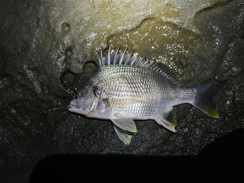 若洲海浜公園海釣り施設