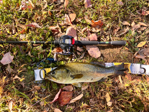 ブラックバスの釣果