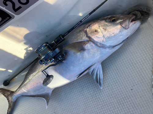 カンパチの釣果