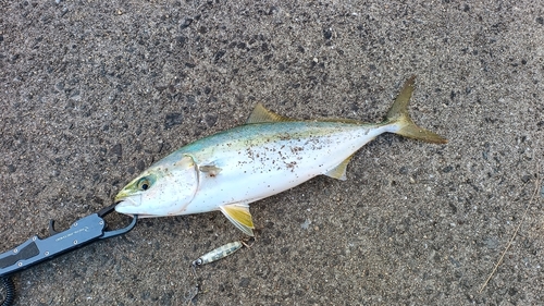 ハマチの釣果