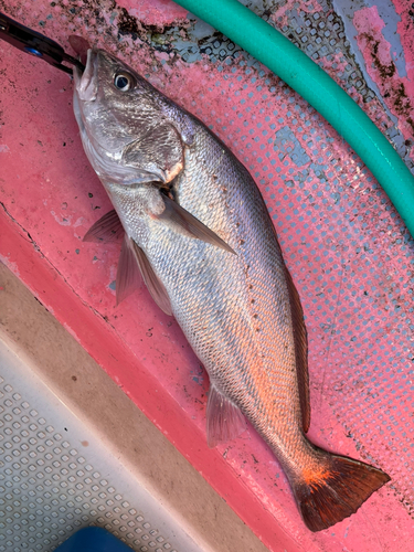 ニベの釣果