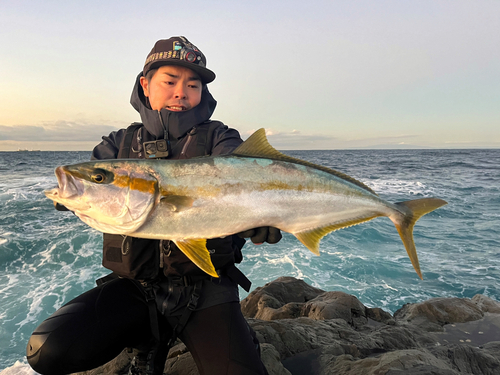 ヒラマサの釣果