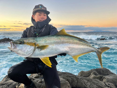 ヒラマサの釣果