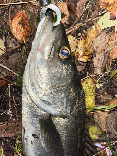 スズキの釣果