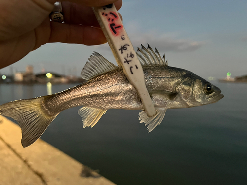 セイゴ（ヒラスズキ）の釣果