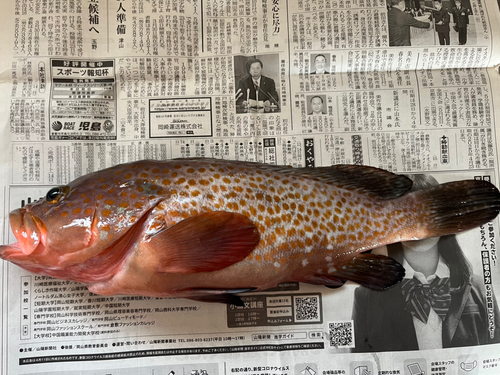 キジハタの釣果