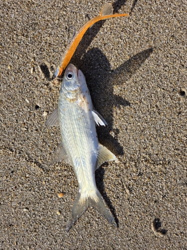 ツバメコノシロの釣果