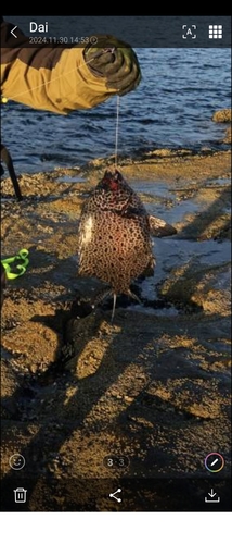 イシガキダイの釣果