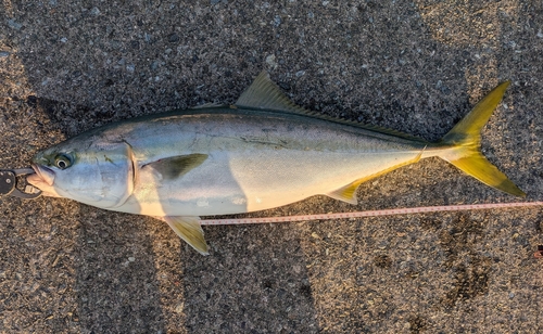 メジロの釣果