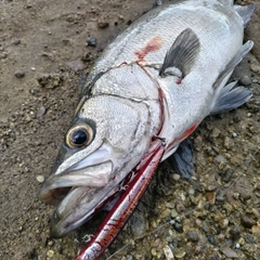 ヒラスズキの釣果