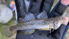 マハゼの釣果