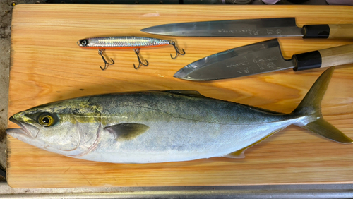 イナダの釣果