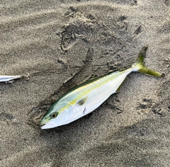 イナダの釣果