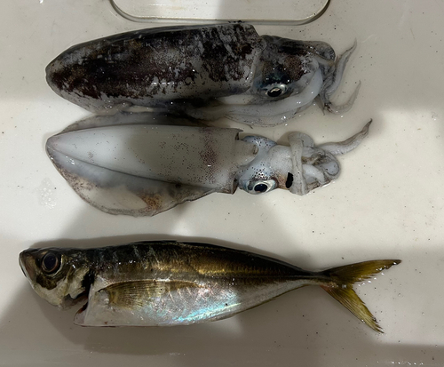 アジの釣果