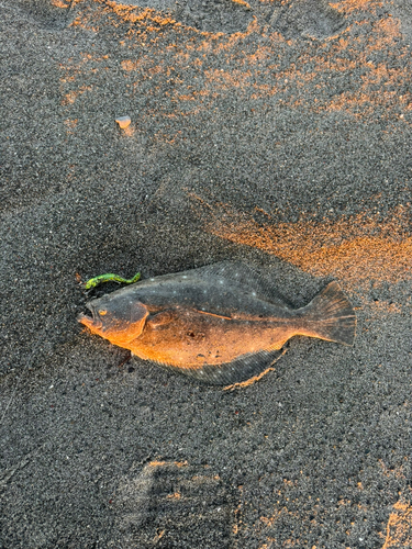 鮫島海岸