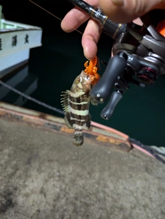 マハタの釣果