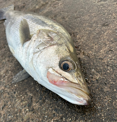 スズキの釣果