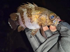 シロメバルの釣果