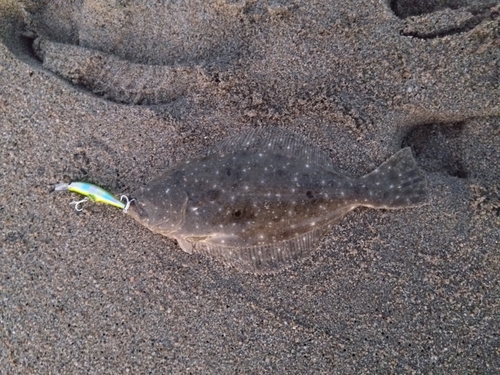 ソゲの釣果