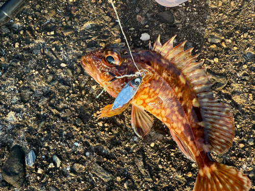 カサゴの釣果