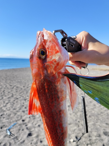 ホウボウの釣果