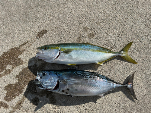 スマガツオの釣果