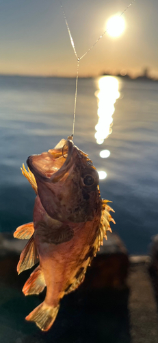 カサゴの釣果