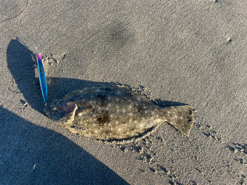 ソゲの釣果