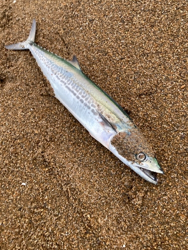 サゴシの釣果