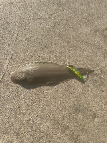 シタビラメの釣果