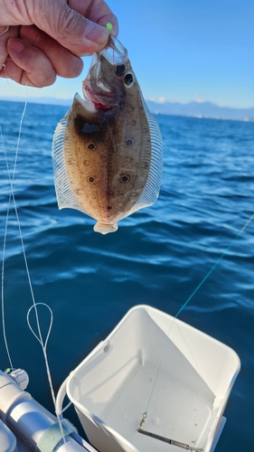 ガンゾウビラメの釣果