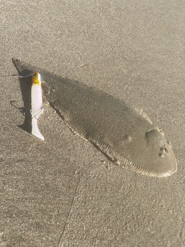 シタビラメの釣果