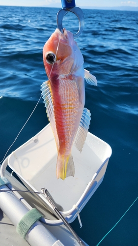 アマダイの釣果