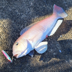 シロアマダイの釣果