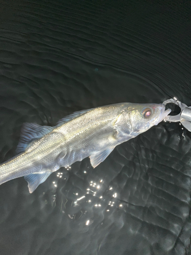 セイゴ（マルスズキ）の釣果