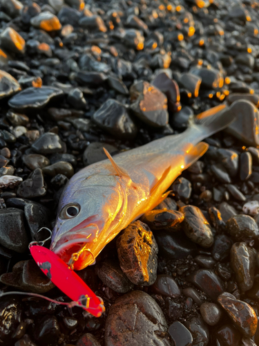 ニベの釣果