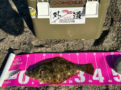 ヒラメの釣果