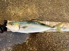 イナダの釣果