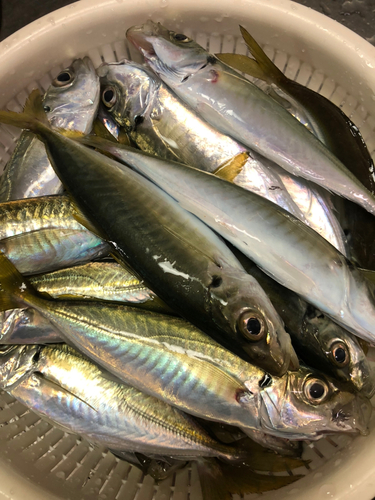 アジの釣果