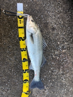 セイゴ(マルスズキ)の釣果