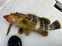 アオハタの釣果